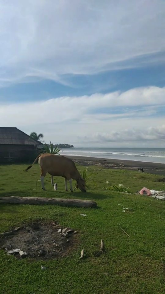 Taman Hijau dan Pesisir Medewi