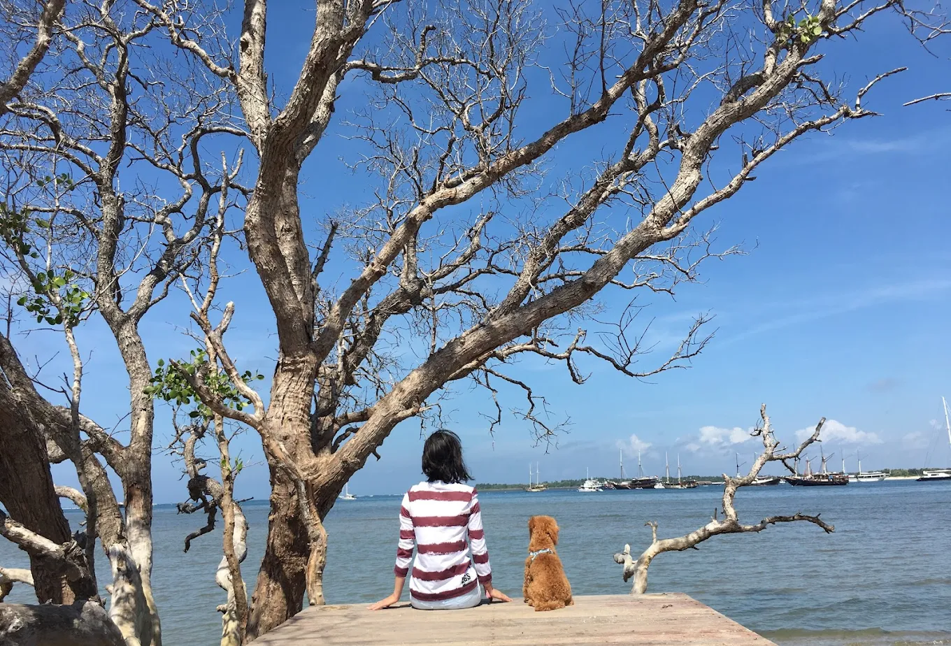 Beachside tree shade and sea view at Dream Island Bali Beach Club