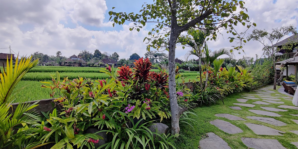 Jalan kecil di tepi sawah pada siang hari