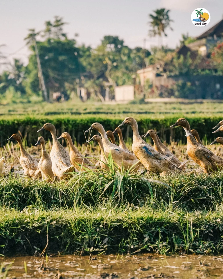 Bebek di sawah