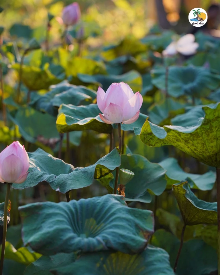 Lotus pond in the grounds of Good Day Ubud