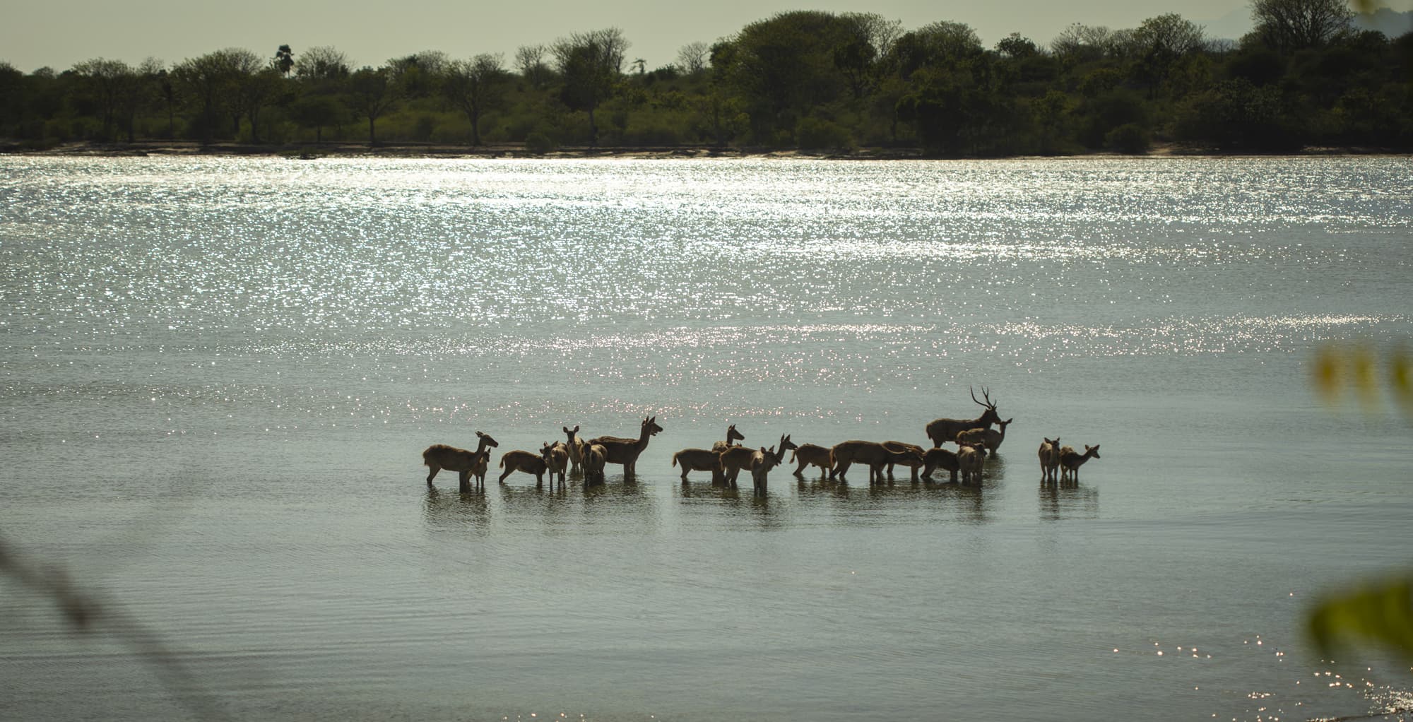 Deer by the Water