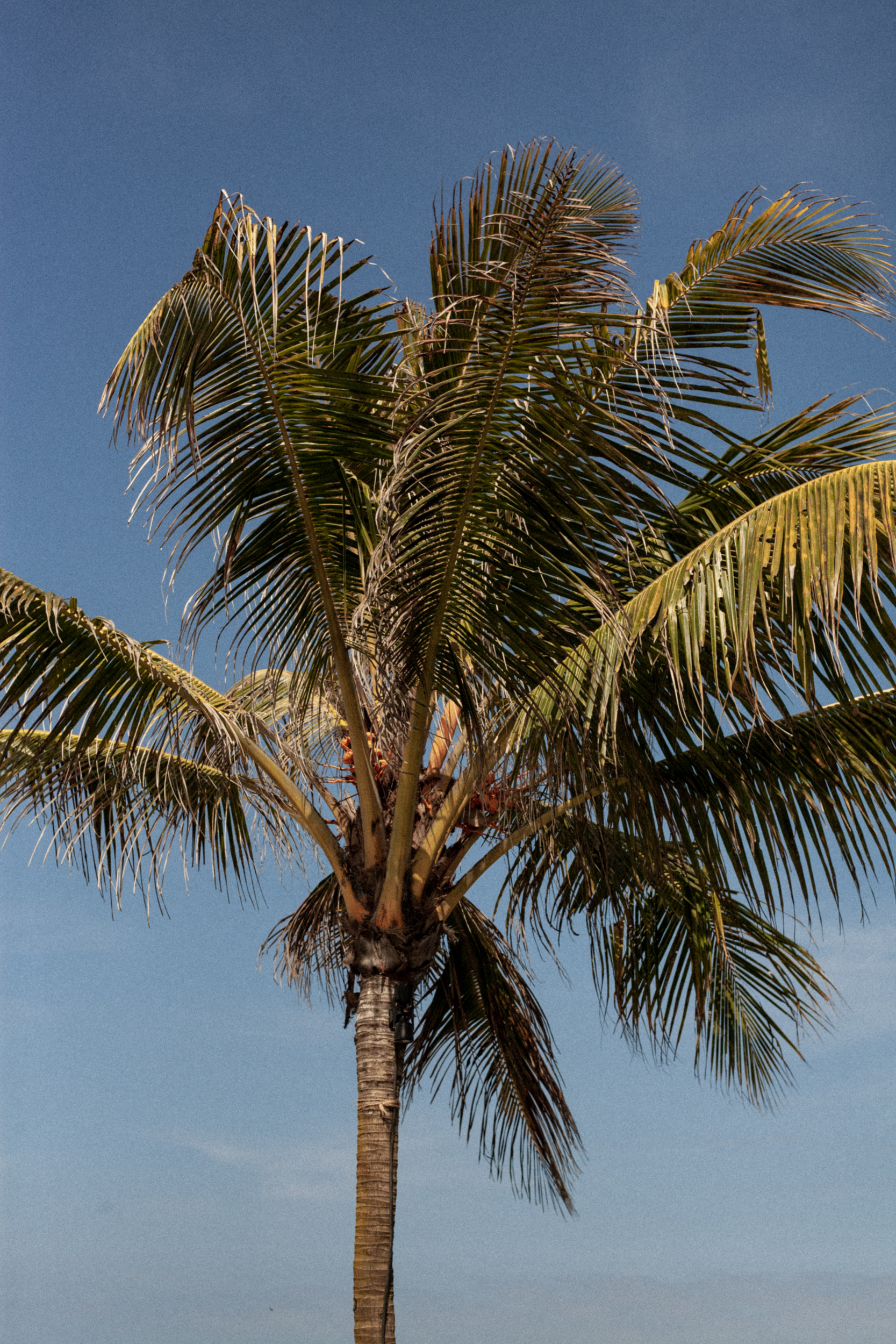 The Lawn Canggu daytime palm