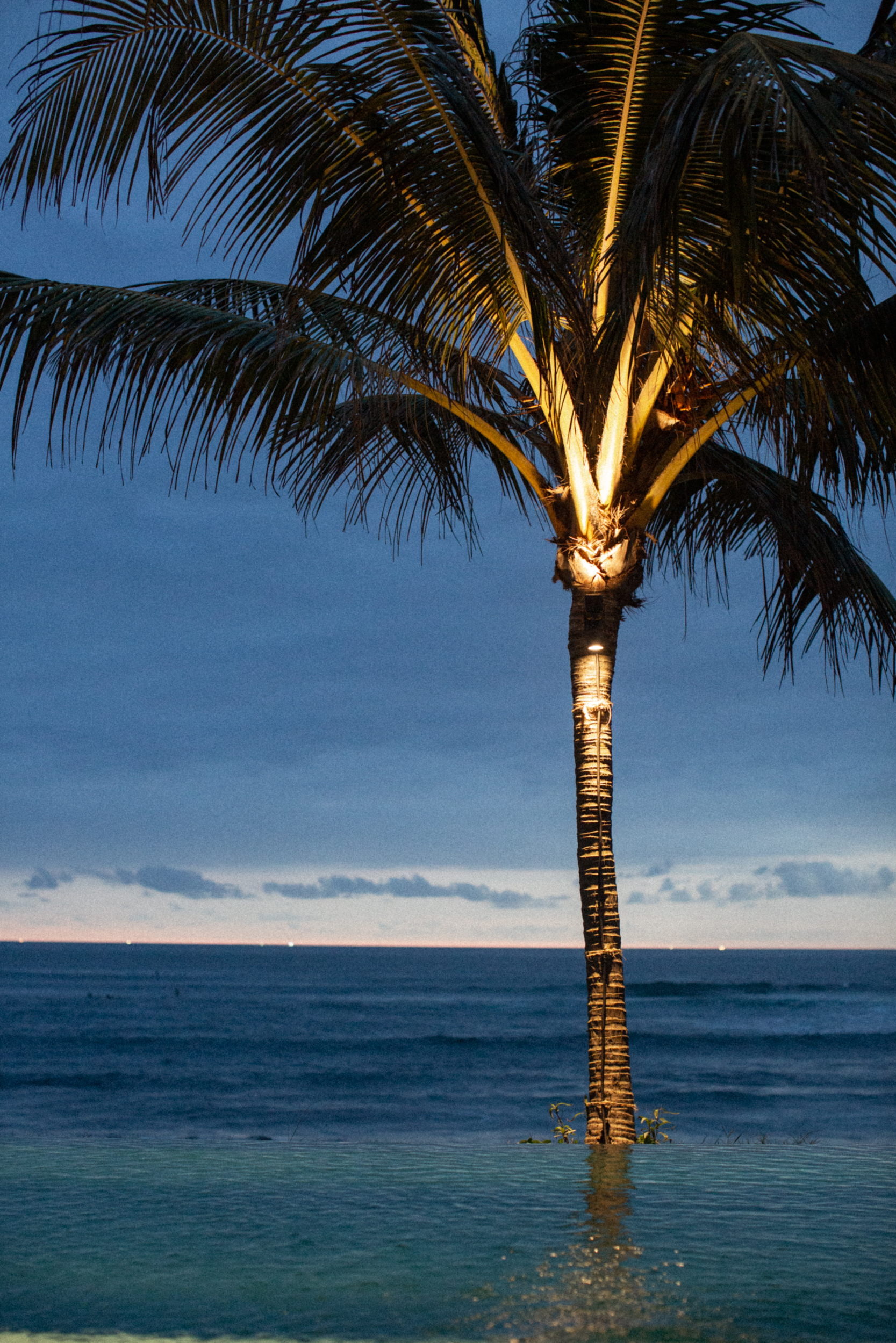 The Lawn Canggu sunset palm