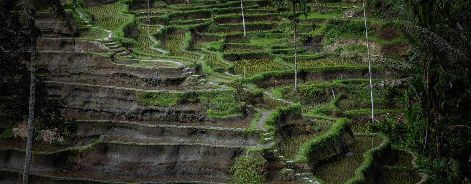 Pohon palem dan sawah terasering