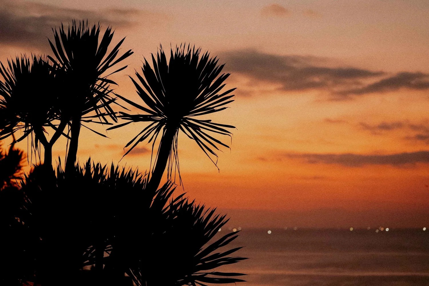 ヤシ越しの夕日