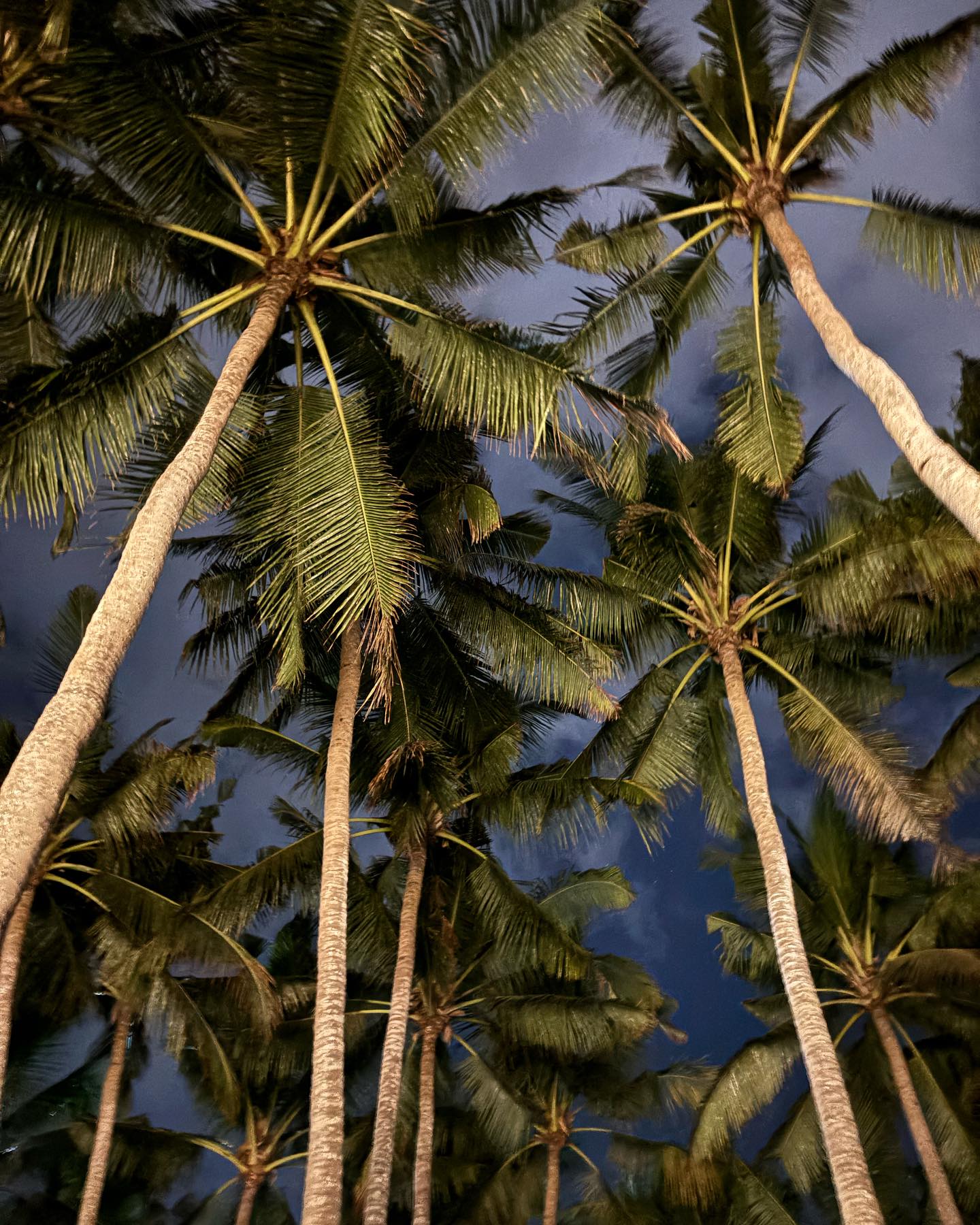 Pohon Kelapa Malam Hari