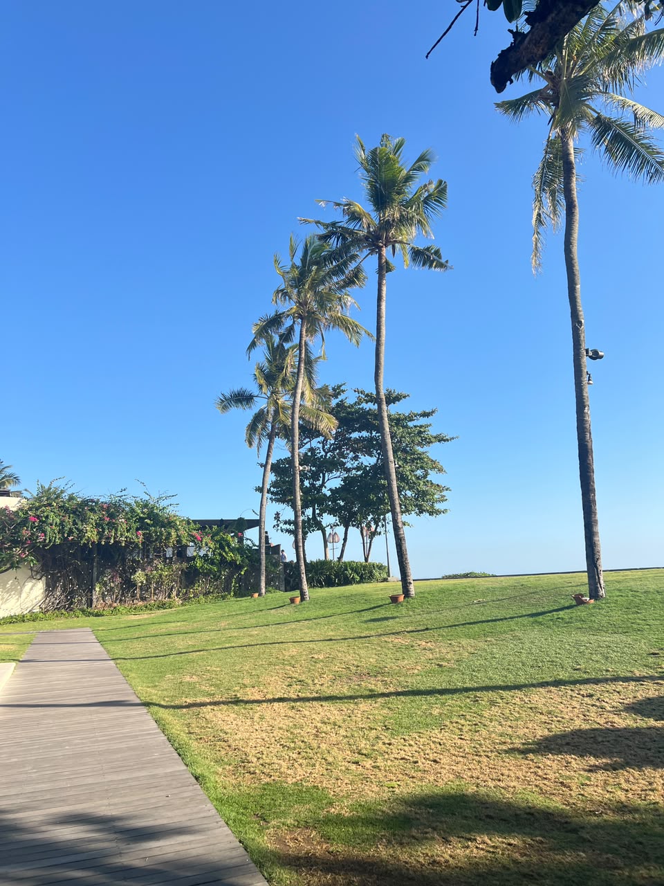 Palm-lined lawn beside the beach