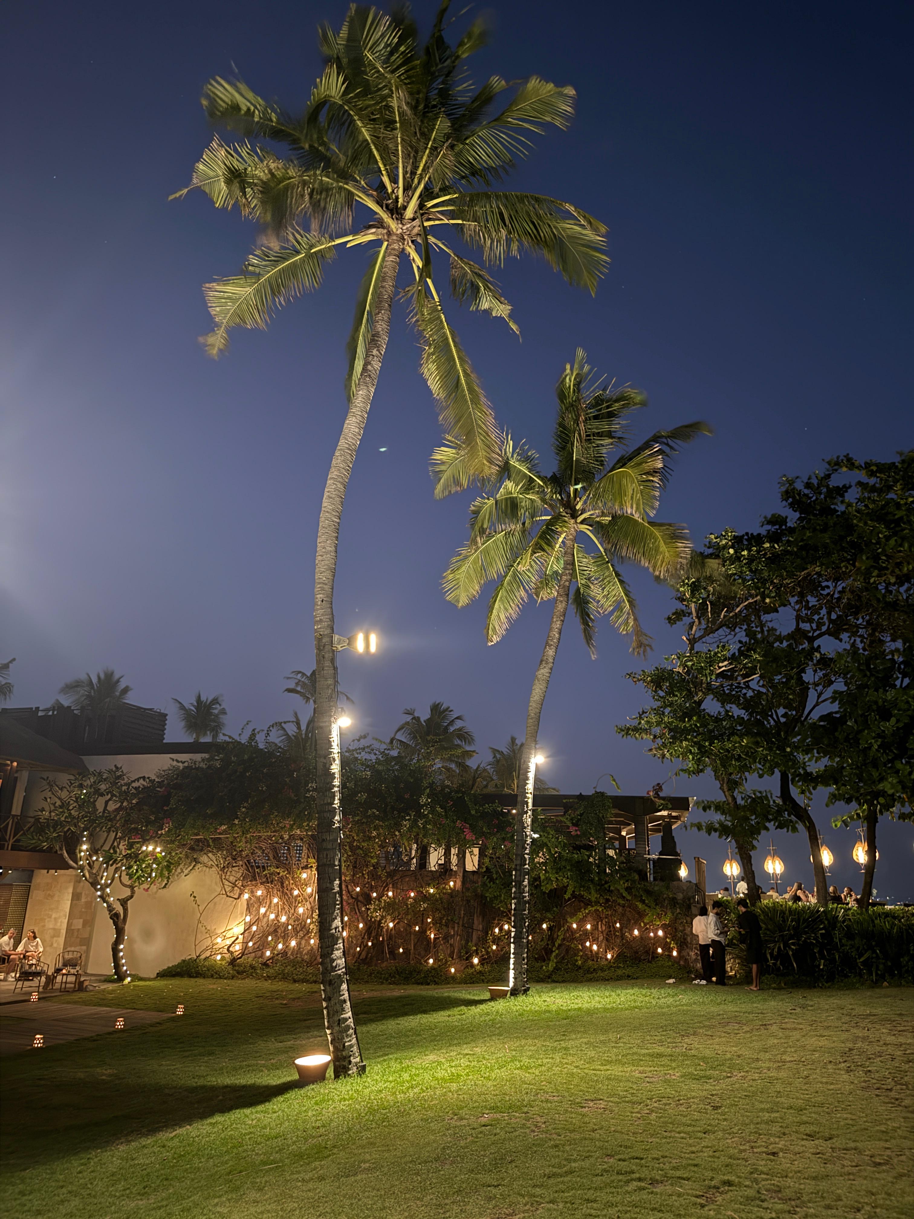 Palm garden illuminated at night